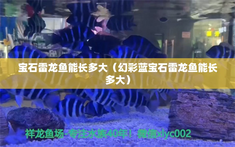 寶石雷龍魚能長(zhǎng)多大（幻彩藍(lán)寶石雷龍魚能長(zhǎng)多大） 觀賞魚市場(chǎng)（混養(yǎng)魚）