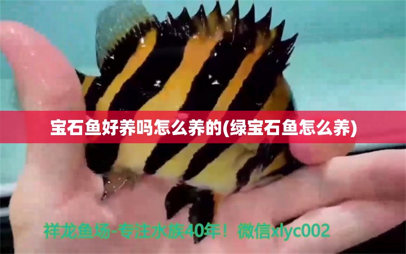 寶石魚好養(yǎng)嗎怎么養(yǎng)的(綠寶石魚怎么養(yǎng))