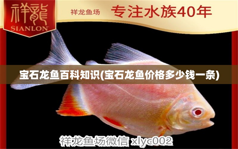 寶石龍魚百科知識(寶石龍魚價(jià)格多少錢一條) 白化巴西龜（白巴）