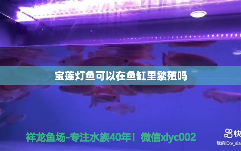 寶蓮燈魚可以在魚缸里繁殖嗎 紅龍福龍魚 第2張