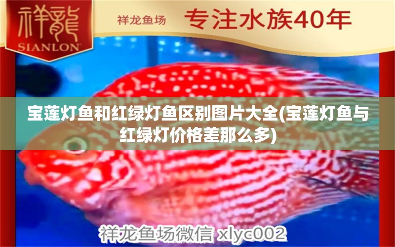 寶蓮燈魚和紅綠燈魚區(qū)別圖片大全(寶蓮燈魚與紅綠燈價(jià)格差那么多)