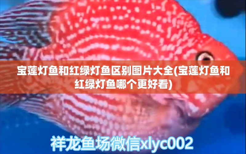 寶蓮燈魚和紅綠燈魚區(qū)別圖片大全(寶蓮燈魚和紅綠燈魚哪個(gè)更好看)