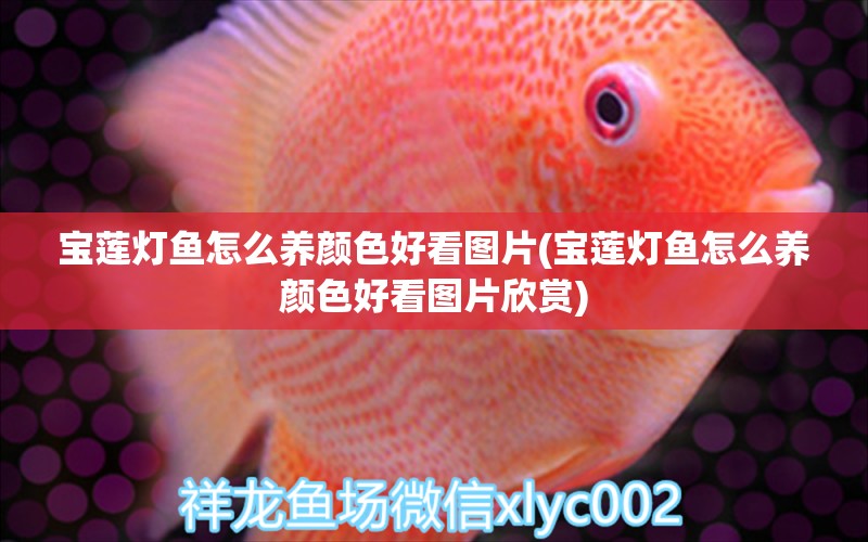 寶蓮燈魚怎么養(yǎng)顏色好看圖片(寶蓮燈魚怎么養(yǎng)顏色好看圖片欣賞) 觀賞魚 第1張