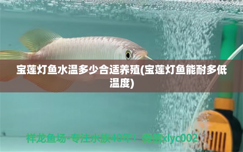 寶蓮燈魚水溫多少合適養(yǎng)殖(寶蓮燈魚能耐多低溫度) 觀賞魚 第1張