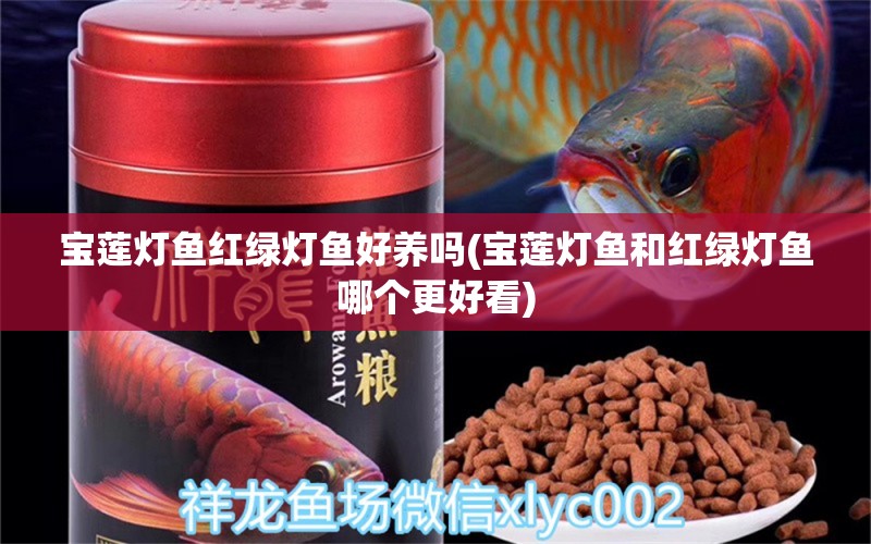 寶蓮燈魚紅綠燈魚好養(yǎng)嗎(寶蓮燈魚和紅綠燈魚哪個(gè)更好看)