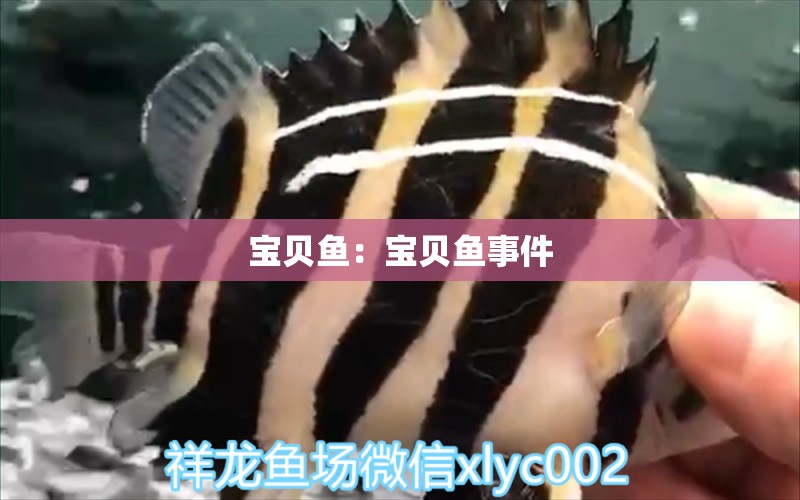 寶貝魚(yú)：寶貝魚(yú)事件