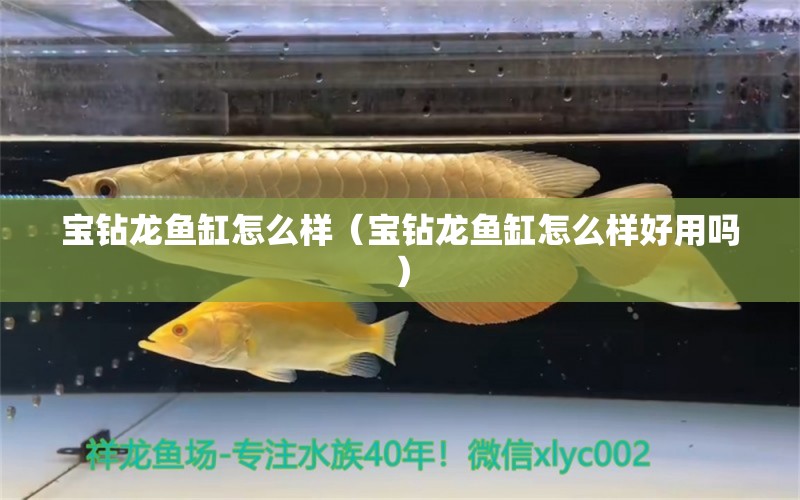 寶鉆龍魚缸怎么樣（寶鉆龍魚缸怎么樣好用嗎）