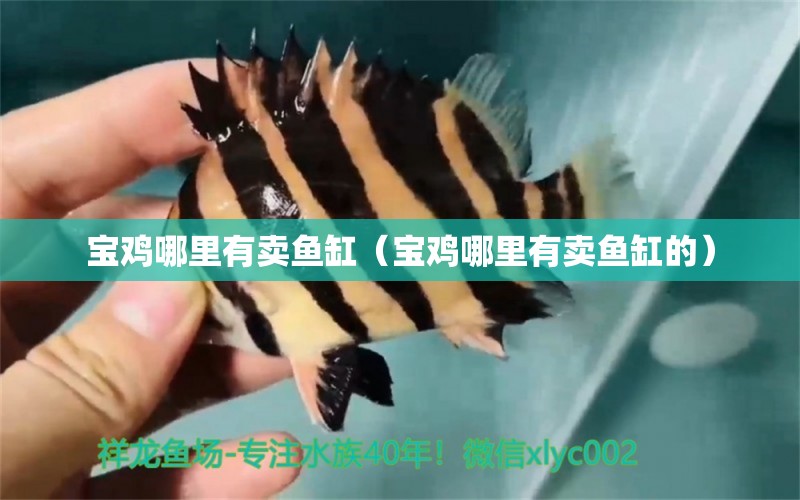 寶雞哪里有賣魚缸（寶雞哪里有賣魚缸的）