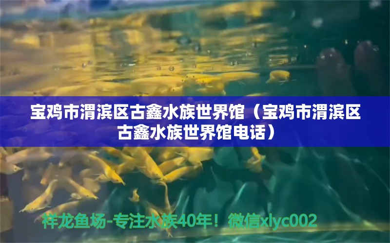 寶雞市渭濱區(qū)古鑫水族世界館（寶雞市渭濱區(qū)古鑫水族世界館電話） 全國水族館企業(yè)名錄