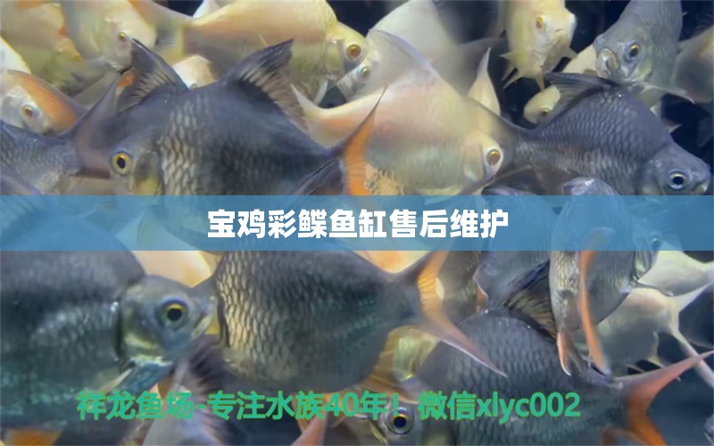 寶雞彩鰈魚(yú)缸售后維護(hù)