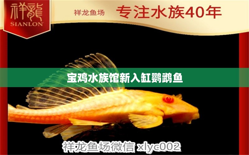 寶雞水族館新入缸鸚鵡魚 鸚鵡魚 第4張