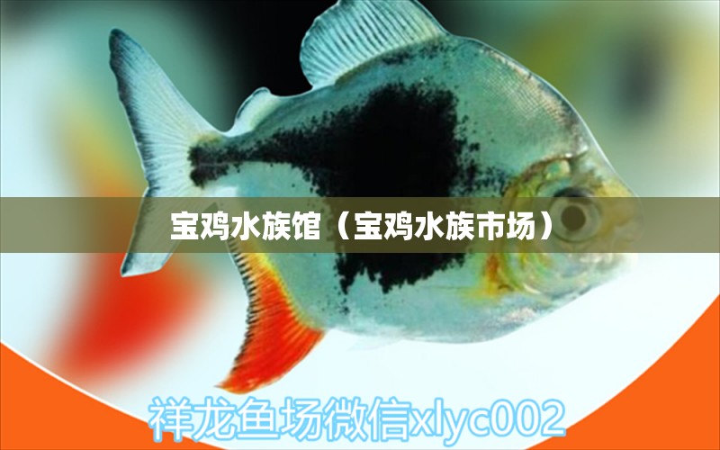 寶雞水族館（寶雞水族市場） 觀賞魚市場