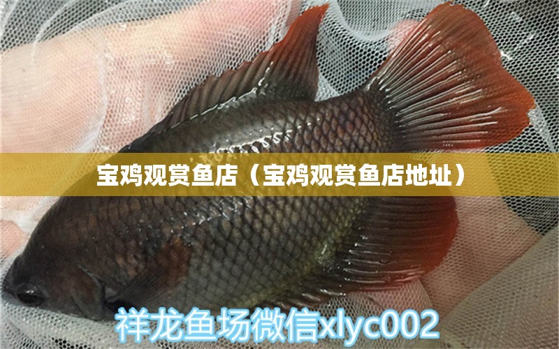 寶雞觀賞魚店（寶雞觀賞魚店地址） 觀賞魚市場(chǎng)