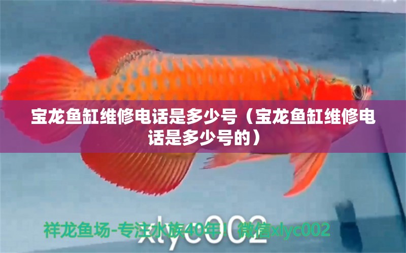 寶龍魚缸維修電話是多少號(hào)（寶龍魚缸維修電話是多少號(hào)的）