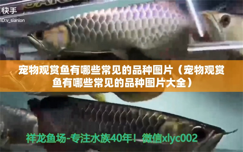 寵物觀賞魚有哪些常見的品種圖片（寵物觀賞魚有哪些常見的品種圖片大全）