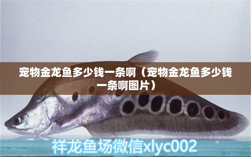 寵物金龍魚多少錢一條?。▽櫸锝瘕堲~多少錢一條啊圖片） 廣州龍魚批發(fā)市場