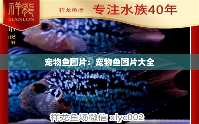 寵物魚圖片：寵物魚圖片大全