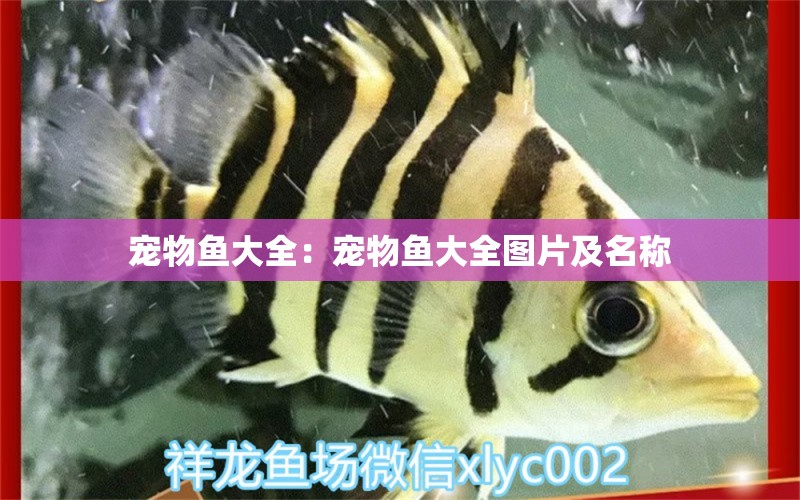 寵物魚大全：寵物魚大全圖片及名稱 三間鼠魚苗