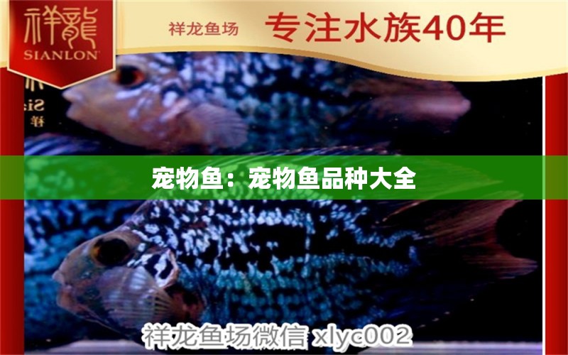 寵物魚：寵物魚品種大全 元寶鳳凰魚