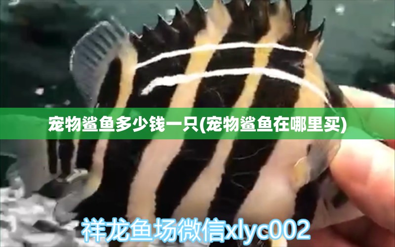 寵物鯊魚多少錢一只(寵物鯊魚在哪里買) 祥龍藍珀金龍魚