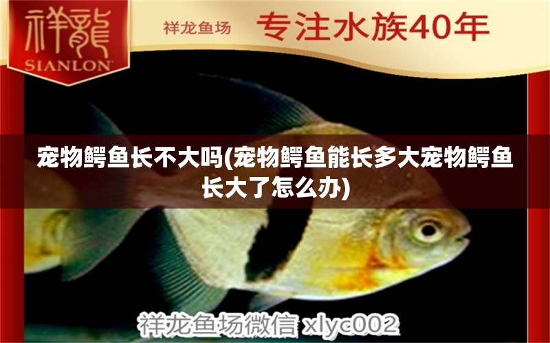 寵物鱷魚長不大嗎(寵物鱷魚能長多大寵物鱷魚長大了怎么辦)