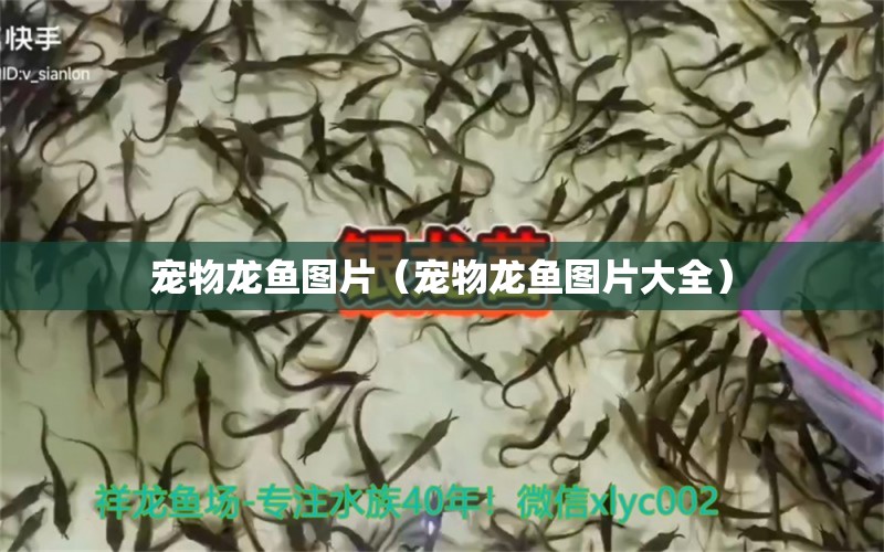 寵物龍魚圖片（寵物龍魚圖片大全）