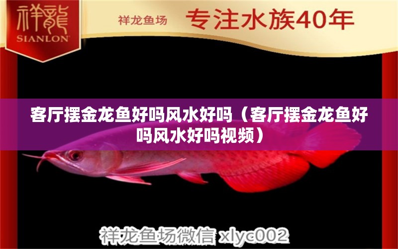 客廳擺金龍魚好嗎風(fēng)水好嗎（客廳擺金龍魚好嗎風(fēng)水好嗎視頻） 魚缸風(fēng)水