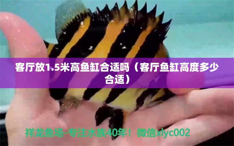 客廳放1.5米高魚缸合適嗎（客廳魚缸高度多少合適）