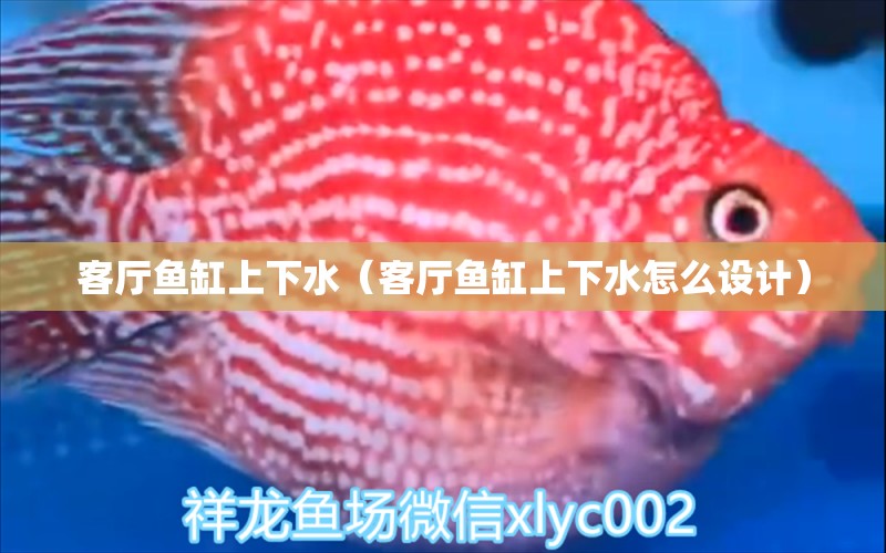 客廳魚缸上下水（客廳魚缸上下水怎么設(shè)計） 祥龍超血紅龍魚