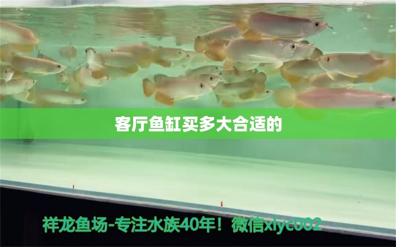 客廳魚缸買多大合適的 祥龍魚場(chǎng)