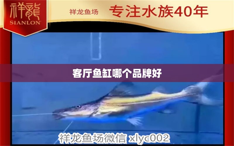 客廳魚缸哪個(gè)品牌好 祥龍魚場(chǎng)