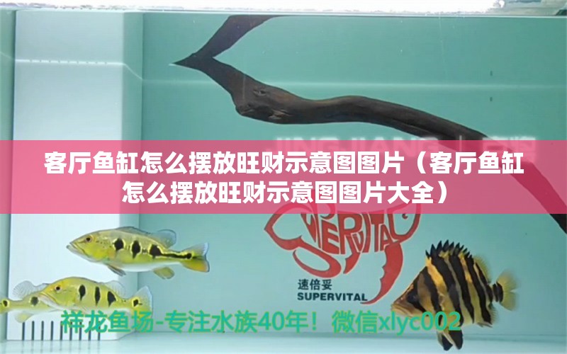 客廳魚缸怎么擺放旺財示意圖圖片（客廳魚缸怎么擺放旺財示意圖圖片大全） 胭脂孔雀龍魚