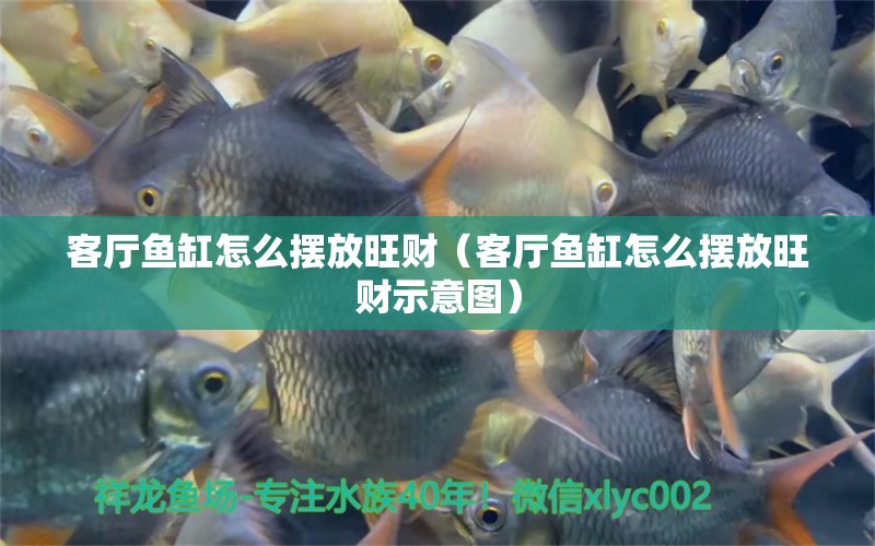 客廳魚(yú)缸怎么擺放旺財(cái)（客廳魚(yú)缸怎么擺放旺財(cái)示意圖） 觀賞魚(yú)市場(chǎng)（混養(yǎng)魚(yú)）