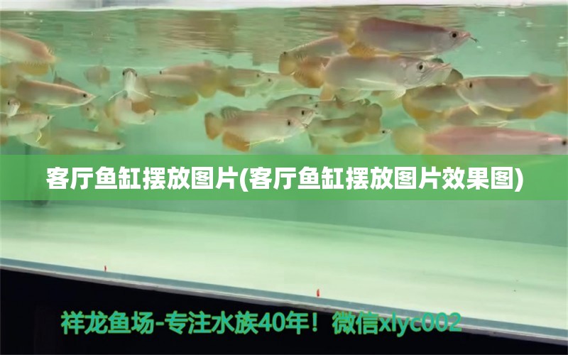 客廳魚缸擺放圖片(客廳魚缸擺放圖片效果圖)