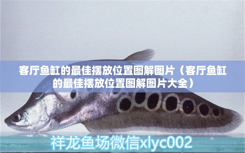 客廳魚缸的最佳擺放位置圖解圖片（客廳魚缸的最佳擺放位置圖解圖片大全） 祥龍水族醫(yī)院