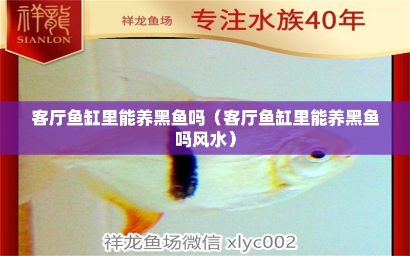 客廳魚(yú)缸里能養(yǎng)黑魚(yú)嗎（客廳魚(yú)缸里能養(yǎng)黑魚(yú)嗎風(fēng)水） 魚(yú)缸風(fēng)水