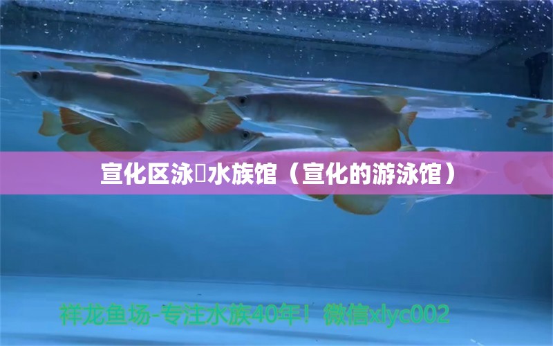 宣化區(qū)泳锜水族館（宣化的游泳館）