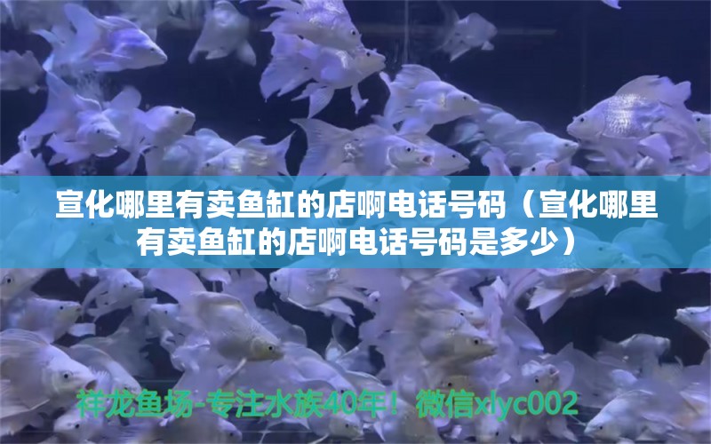 宣化哪里有賣魚缸的店啊電話號碼（宣化哪里有賣魚缸的店啊電話號碼是多少）