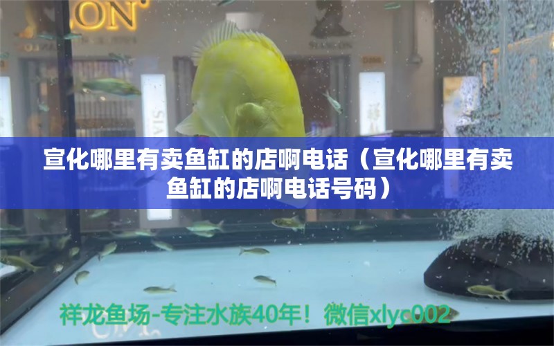 宣化哪里有賣魚缸的店啊電話（宣化哪里有賣魚缸的店啊電話號碼） 祥龍魚場