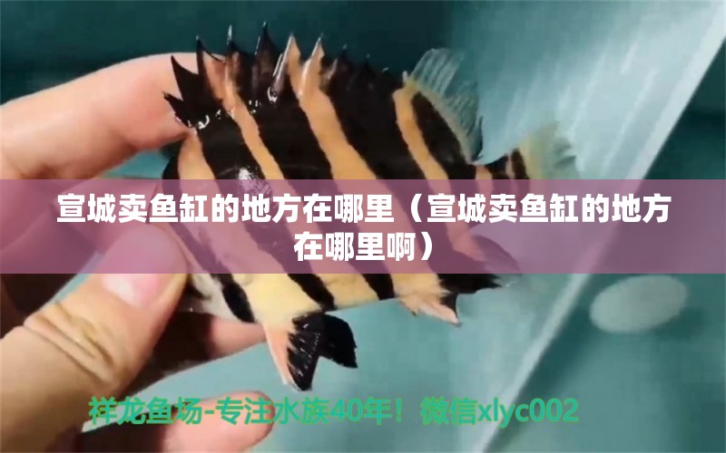 宣城賣魚缸的地方在哪里（宣城賣魚缸的地方在哪里?。?其他品牌魚缸