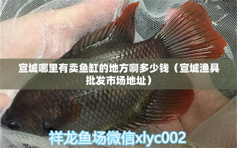 宣城哪里有賣魚缸的地方啊多少錢（宣城漁具批發(fā)市場地址） 狗仔（招財貓)魚苗