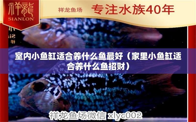 室內(nèi)小魚缸適合養(yǎng)什么魚最好（家里小魚缸適合養(yǎng)什么魚招財(cái)）