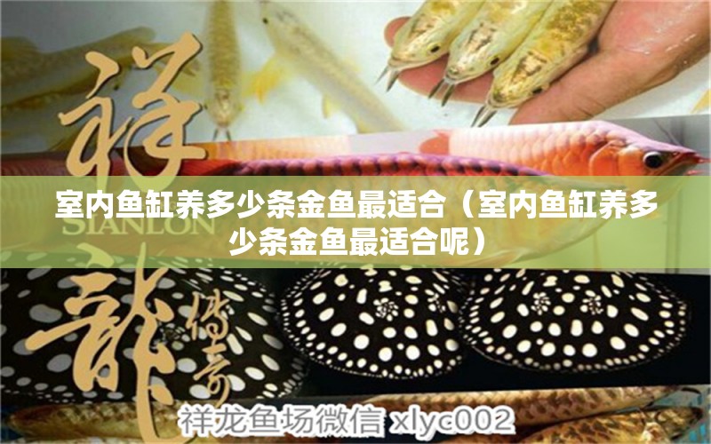 室內(nèi)魚缸養(yǎng)多少條金魚最適合（室內(nèi)魚缸養(yǎng)多少條金魚最適合呢） 祥龍水族醫(yī)院