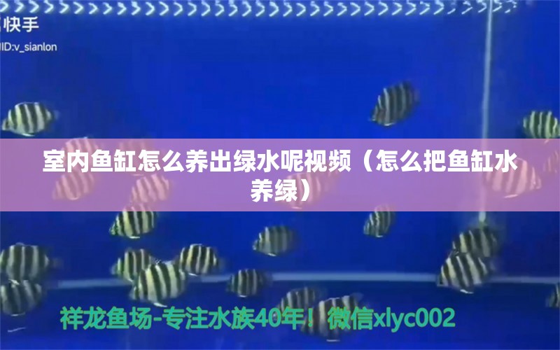 室內(nèi)魚缸怎么養(yǎng)出綠水呢視頻（怎么把魚缸水養(yǎng)綠）