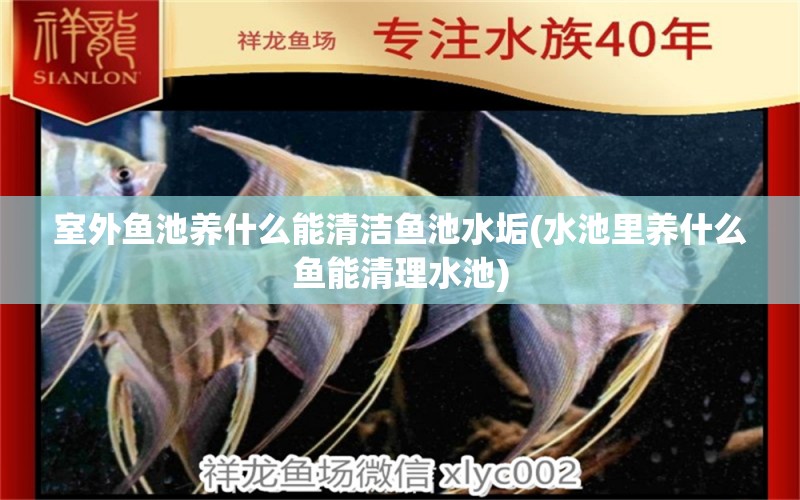 室外魚池養(yǎng)什么能清潔魚池水垢(水池里養(yǎng)什么魚能清理水池) 水草