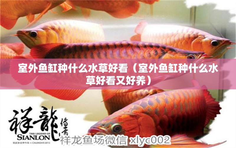 室外魚缸種什么水草好看（室外魚缸種什么水草好看又好養(yǎng)）