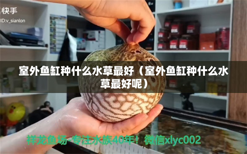 室外魚缸種什么水草最好（室外魚缸種什么水草最好呢）