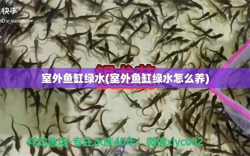 室外魚缸綠水(室外魚缸綠水怎么養(yǎng)) 伊巴卡魚