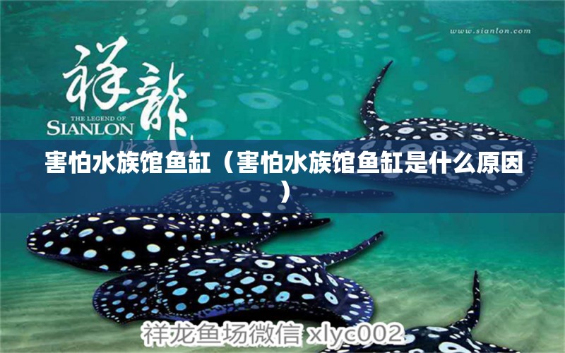 害怕水族館魚缸（害怕水族館魚缸是什么原因） 量子養(yǎng)魚技術(shù)