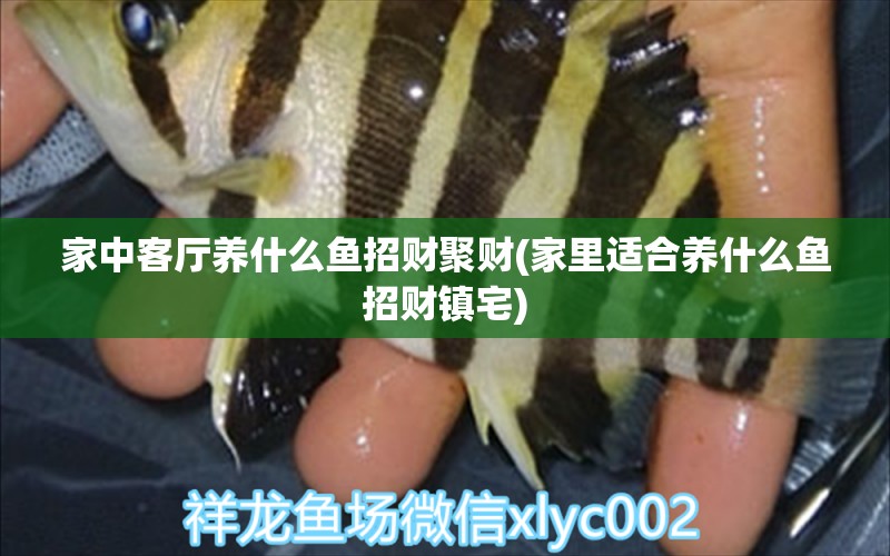 家中客廳養(yǎng)什么魚招財(cái)聚財(cái)(家里適合養(yǎng)什么魚招財(cái)鎮(zhèn)宅) 彩鰈魚缸（彩蝶魚缸）